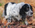 Setter Anglais ROMEO DE LA JOUX DE LA BÉCASSE